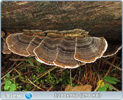 0_eb036_648c975f_orig.png
