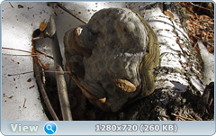 0_10133c_deac8cba_orig.png