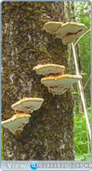 0_e783d_4f1ea68a_orig.png