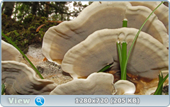 0_fc52f_6c7ca8fa_orig.png