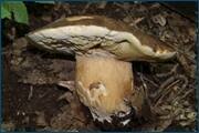 0_d25c3_b4f72ae0_orig.jpg