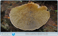 0_fc30a_42431bde_orig.png