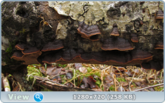 0_fc385_a162c723_orig.png