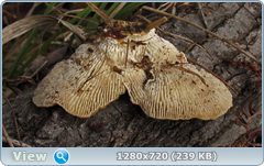 0_fc3cb_df00ac43_orig.png