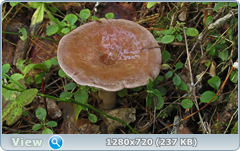 0_fb98c_9aac00a2_orig.png