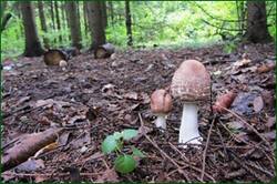 0_122db5_dd708b4_orig.jpg