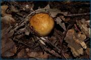 0_d2408_6c8fc817_orig.jpg