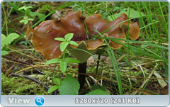 0_fc417_3f21c989_orig.png