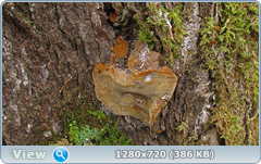0_fc60e_feade263_orig.png