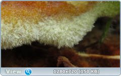 0_e9931_55f020f7_orig.png