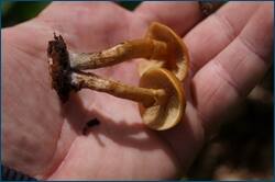 0_ccf95_2ca17414_orig.jpg