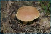 0_d2531_19981928_orig.jpg