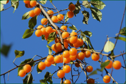 0_110766_c77f93ae_orig.png