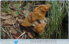 0_127eb6_55321a32_orig.png