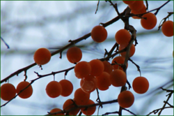 0_11193f_b5ce9673_orig.png