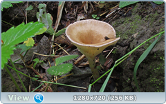 0_e94a6_a4953310_orig.png