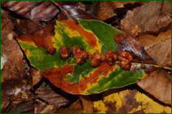 0_d9467_ffd4731c_orig.png