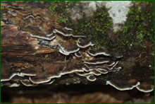 0_e0023_5a3476a7_orig.png