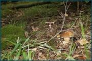 0_d2af4_4b391125_orig.jpg