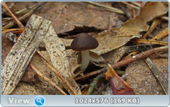 0_137ac6_c5afc767_orig.png