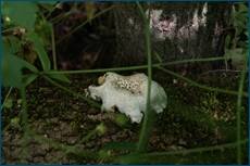 0_ce073_e92b62af_orig.jpg