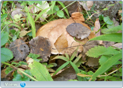 0_f409c_68fc490a_orig.png