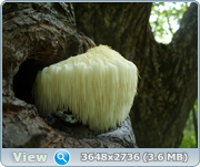 0_131239_f5399371_orig.png