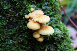 0_11076e_e32b07bc_orig.png