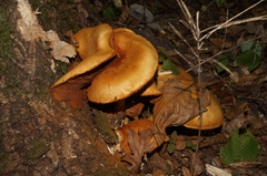 0_d8a3c_666b690a_orig.png