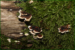 0_d95b7_d1660424_orig.png