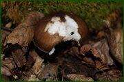 0_c1e59_d04469ea_orig.jpg
