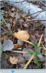 0_f409e_855ae979_orig.png