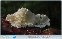 0_12c1d5_f9c47a10_orig.png