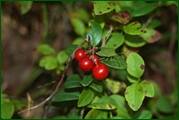 0_eae6c_ef29a010_orig.jpg