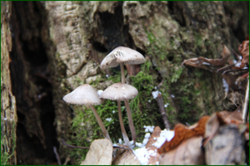 0_112bef_47d6fd16_orig.png