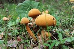0_12ed09_df873e30_orig.jpg