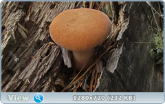 0_107361_449b7d4a_orig.png