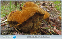 0_11503e_6697b8a4_orig.png
