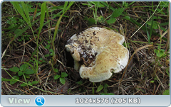 0_11fca6_98b8f17f_orig.png