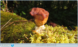 0_e3524_9c199e38_orig.png