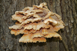 0_d8965_5712eeaf_orig.png