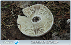 0_e935b_e26fd48a_orig.png