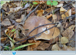 0_f50aa_de410c15_orig.png