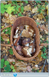0_f512d_3903a4ab_orig.png