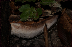 0_d958b_9b61cd4_orig.png