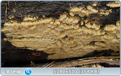 0_fc456_9a26e31d_orig.png