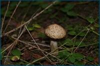 0_d4aab_4f4a2566_orig.jpg
