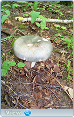 0_102dd1_3b567414_orig.png