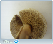0_1305a4_21271b18_orig.png