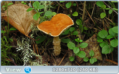 0_10aa46_c3c7b5_orig.png